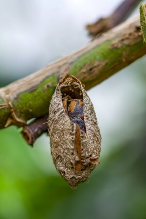Butterflies farm. Sign In Sign In Different butterflies on a branch - Stock Imageの写真素材