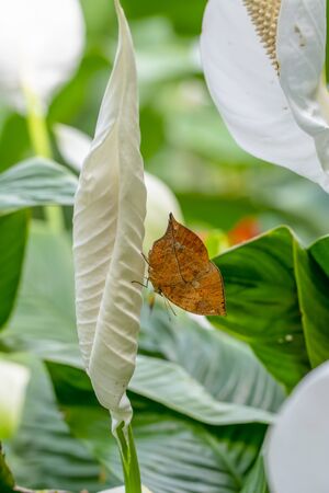 Dead leaf butterfly, Kallima inachus, aka Indian leafwing, standing wings folded on a bamboo branch, dead leaf imitation.の写真素材