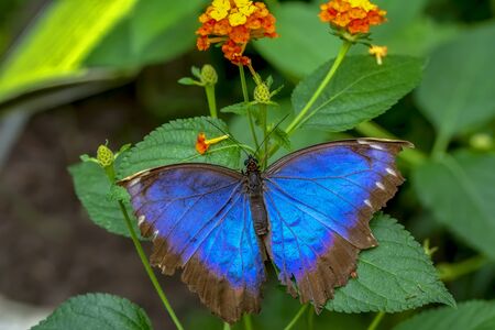 Blue Morpho, Morpho peleides, big butterfly sitting on green leaves, beautiful insect in the nature...