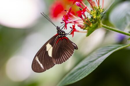 Beautiful butterfly