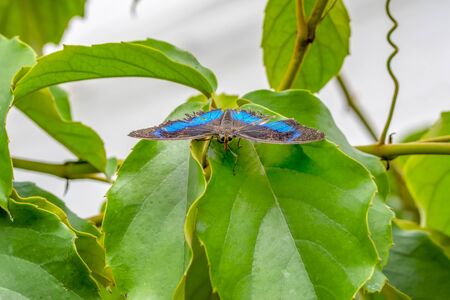 Blue Morpho, Morpho peleides, big butterfly sitting on green leaves, beautiful insect in the nature habitatの写真素材