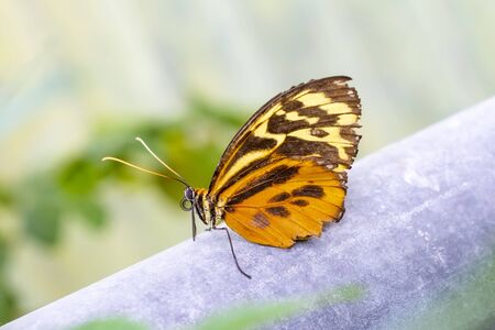 Closeup beautiful butterflies