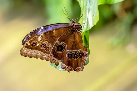 Closeup beautiful butterflies sitting on the flower.