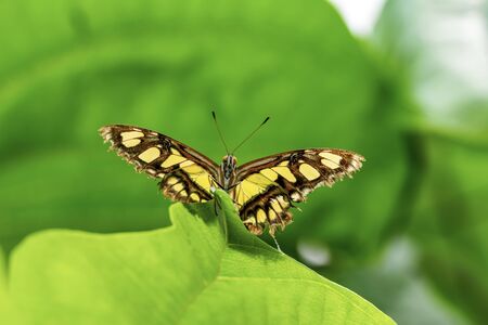 Closeup beautiful butterfly sitting on the flower.