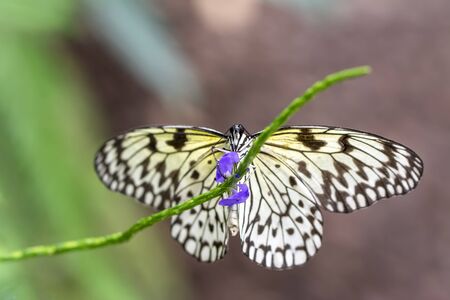 Closeup beautiful butterflies sitting on the flower.の写真素材