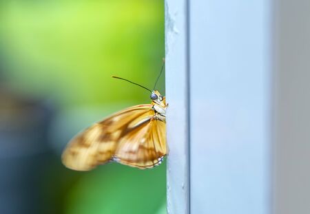 Closeup beautiful butterflyの写真素材