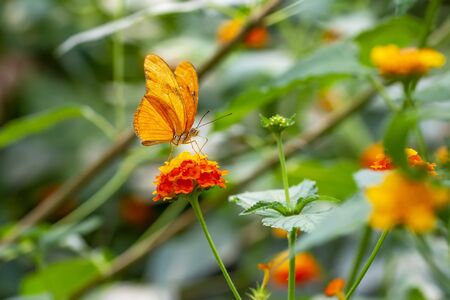 Closeup beautiful butterfly sitting on the flower.