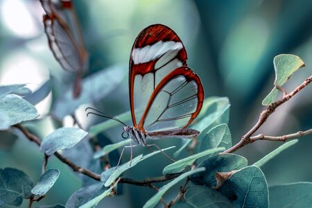 Closeup beautiful butterflies sitting on the flower.の写真素材