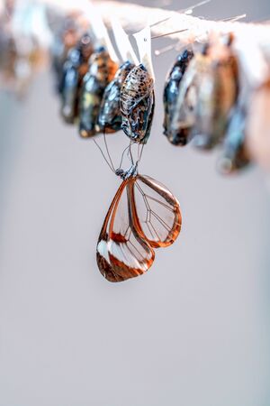 Butterflies farm. Sign In Sign In Different butterflies on a branch - Stock Imageの写真素材