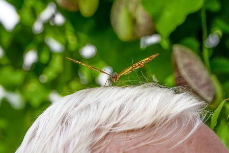 Closeup beautiful butterfliesの写真素材