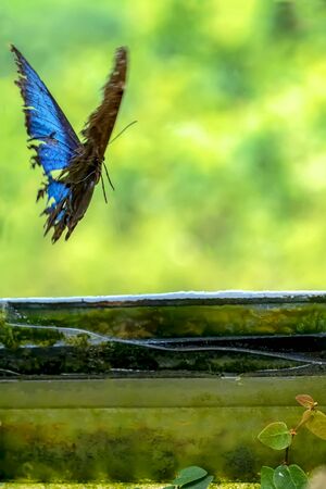 Closeup beautiful butterfly sitting on the flower.の写真素材