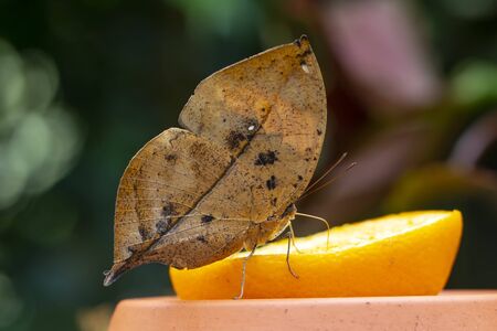 Closeup beautiful butterfliesの写真素材