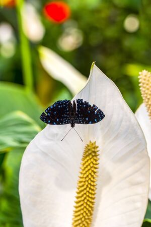 Closeup beautiful butterflyの写真素材