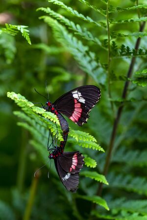 Beautiful butterfly sitting on a flower in a summer gardenの写真素材