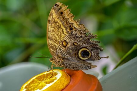 Beautiful butterfly sitting on a flower in a summer garden
