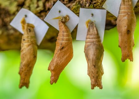 Butterflies farm. Sign In Sign In Different butterflies on a branch - Stock Imageの写真素材