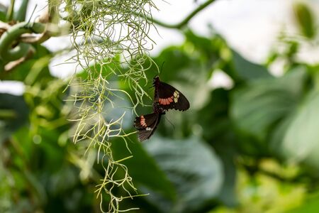 Beautiful butterfly sitting on a flower in a summer gardenの写真素材