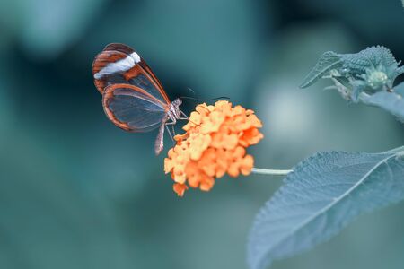 Glasswing Butterfly (Greta oto) in a summer gardenの写真素材