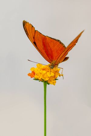 Closeup beautiful butterfly sitting on the flower.