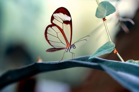Glasswing Butterfly (Greta oto) in a summer gardenの写真素材