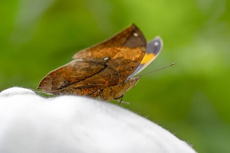 Dead leaf butterfly, Kallima inachus, aka Indian leafwing, standing wings folded on a bamboo branch,...