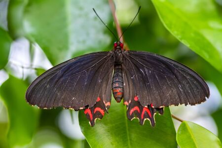 Close-up of beautiful Mormon butterfly sitting on flowerの写真素材