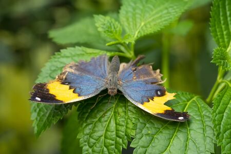 Dead leaf butterfly, Kallima inachus, aka Indian leafwing, standing wings folded on a bamboo branch, dead leaf imitation.の写真素材