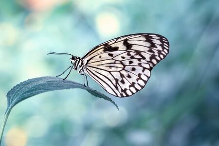 Closeup beautiful butterfly sitting on the flower.の写真素材