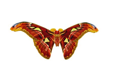 Closeup beautiful butterfly sitting on the flower.の写真素材