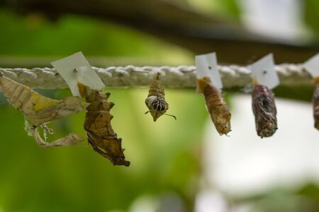 Butterflies farm. Sign In Sign In Different butterflies on a branch - Stock Image
