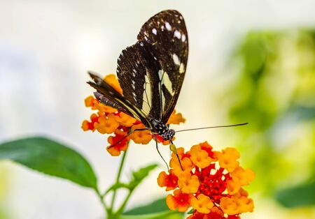 Beautiful butterfly sitting on a flower in a summer garden