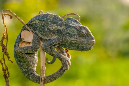 Macro shots, Beautiful nature scene green chameleonの写真素材