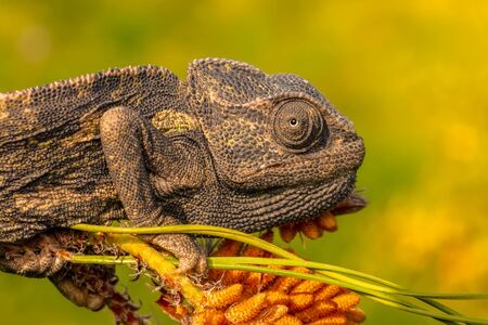 Macro shots, Beautiful nature scene green chameleonの写真素材
