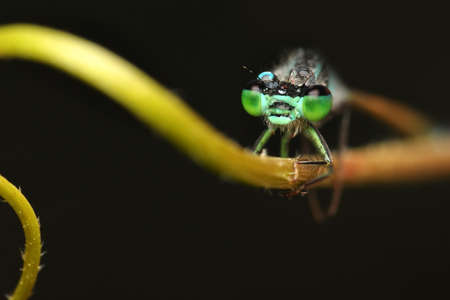Macro shots, showing of eyes dragonfly and wings detail. Beautiful dragonfly in the nature habitat.