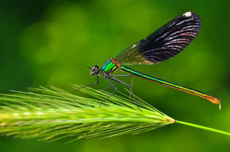 Macro shots, showing of eyes dragonfly and wings detail. Beautiful dragonfly in the nature habitat.