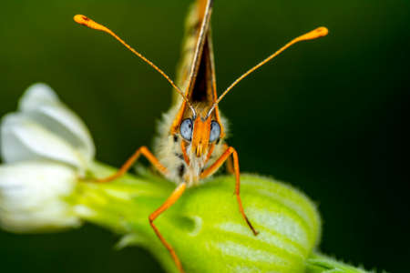 Macro shots, Beautiful nature scene. Closeup beautiful butterfly sitting on the flower in a summer...
