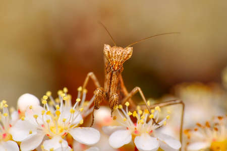 Close up of pair of Beautiful European mantis (Mantis religiosa)の写真素材