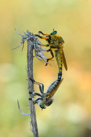 Macro shot of a robber fly in the gardenの写真素材
