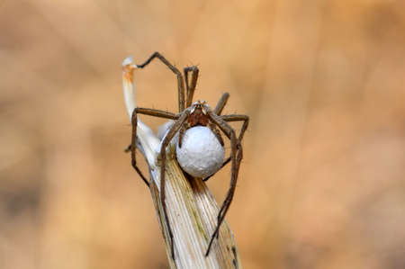 Close up Spider's nest, Cobweb spider. They started making silk to protect their bodies and their eggs.の写真素材