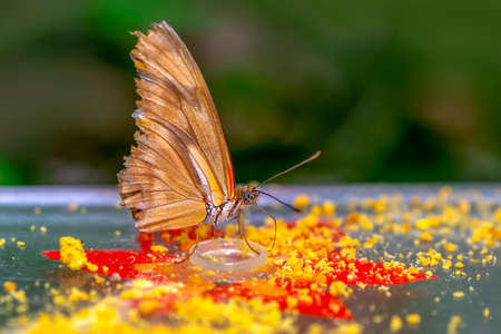 Macro shots, Beautiful nature scene. Closeup beautiful butterfly sitting on the flower in a summer garden.の写真素材