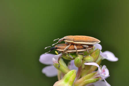 Close up beautiful insect in the gardenの写真素材