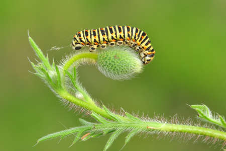Macro shots, Beautiful nature scene. Close up beautiful caterpillar of butterflyの写真素材