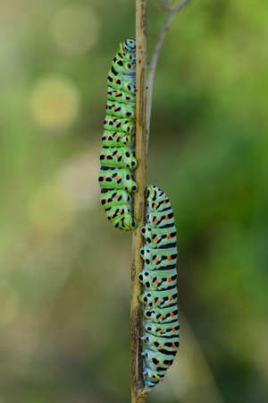 Macro shots, Beautiful nature scene. Close up beautiful caterpillar of butterflyの写真素材