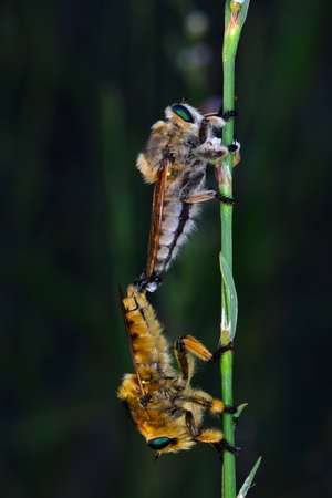 Macro shot of a robber fly in the garden
