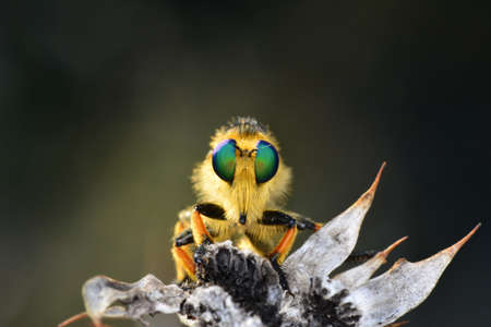 Macro shot of a robber fly in the gardenの写真素材