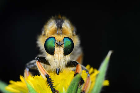 Macro shot of a robber fly in the gardenの写真素材