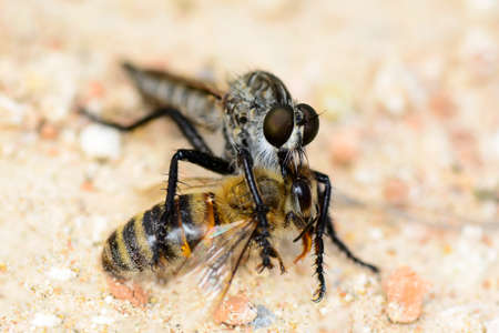Macro shot of a robber fly in the garden
