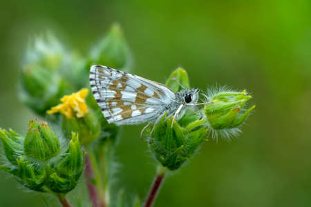Macro Photography of Moth on Twig of Plant.の写真素材