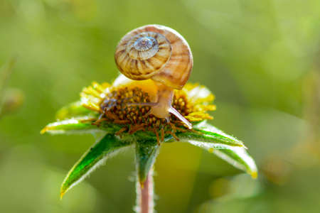 Close up beautiful Snail in the gardenの写真素材
