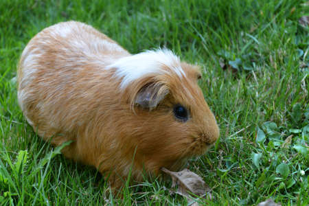 Guinea pig, portrait of cute red guinea pig. Close up photo.の写真素材